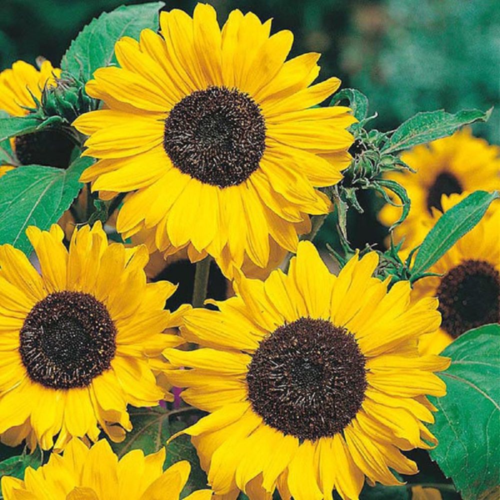 Sunflower Hallo